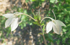 Ecbolium syringifolium