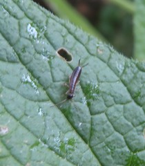 Forficula auricularia