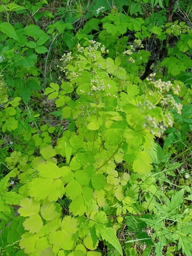 Thalictrum baicalense, photograph 1