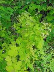 Фёдор, CC0, iNaturalist via GBIF Thalictrum baicalense, photograph Фёдор, CC0, iNaturalist via GBIF