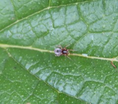 Dictynidae