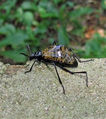 Cuphotes sphacelatus