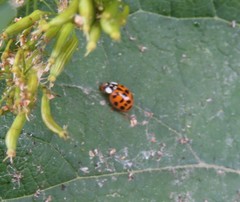 Harmonia axyridis