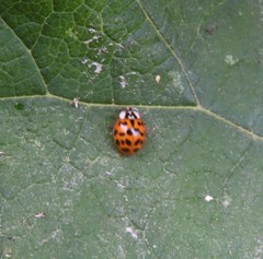 Harmonia axyridis