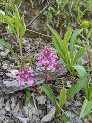 Pedicularis verticillata