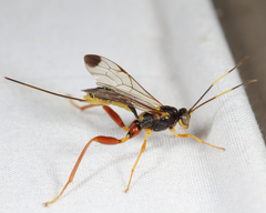 Spilopteron occiputale