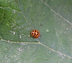Harmonia axyridis