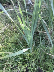 Typha × glauca