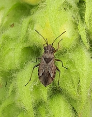 Nysius thymi
