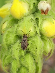 Nysius thymi