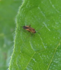 Plagiognathus arbustorum