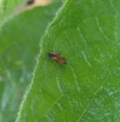 Plagiognathus arbustorum