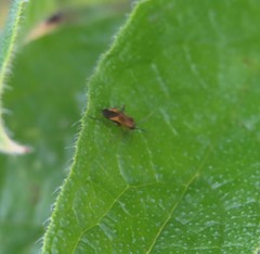 Plagiognathus arbustorum