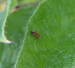 Plagiognathus arbustorum