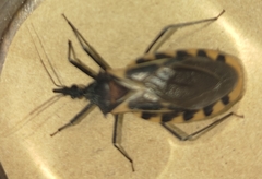 Triatoma mexicana