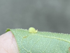 Caryomyia eumaris