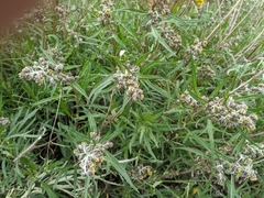 Artemisia tilesii