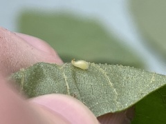 Caryomyia eumaris
