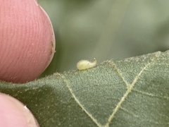 Caryomyia eumaris