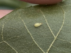 Caryomyia eumaris