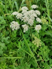 Heracleum sphondylium