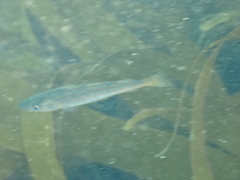 Pollachius pollachius