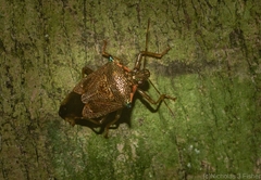 Montrouzierellus