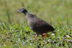 Crypturellus tataupa