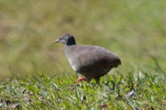 Crypturellus tataupa