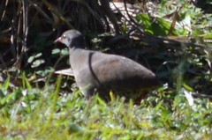 Crypturellus tataupa