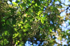 Decaneuropsis gratiosa