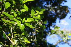 Decaneuropsis gratiosa