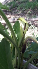 Arum hygrophilum