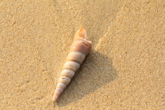Turritella
