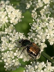 Trichiotinus affinis