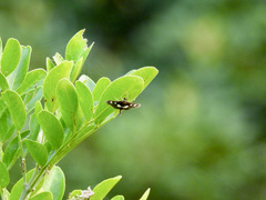 Desmia funeralis