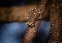 Poropterus bisignatus