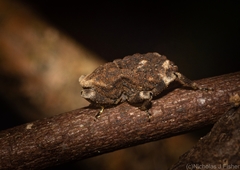 Poropterus bisignatus