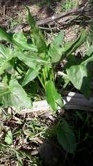 Arum hygrophilum