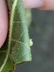 Caryomyia eumaris