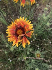 Gaillardia × grandiflora