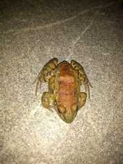 Leptodactylus syphax