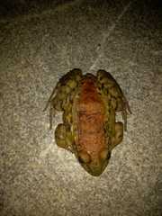 Leptodactylus syphax