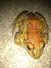 Leptodactylus syphax