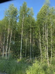 Betula