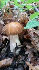 Boletus variipes
