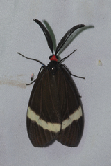 Pidorus glaucopis