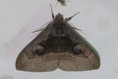 Spirama retorta