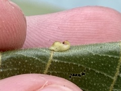 Caryomyia recurvata