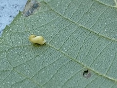 Caryomyia recurvata